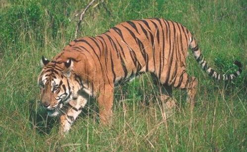 三只老虎吃瓜视频大全免费观看,免费观看视频全集，笑料横生！